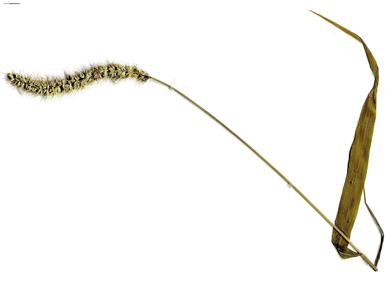 Setaria verticillata var. verticillata (Poaceae)